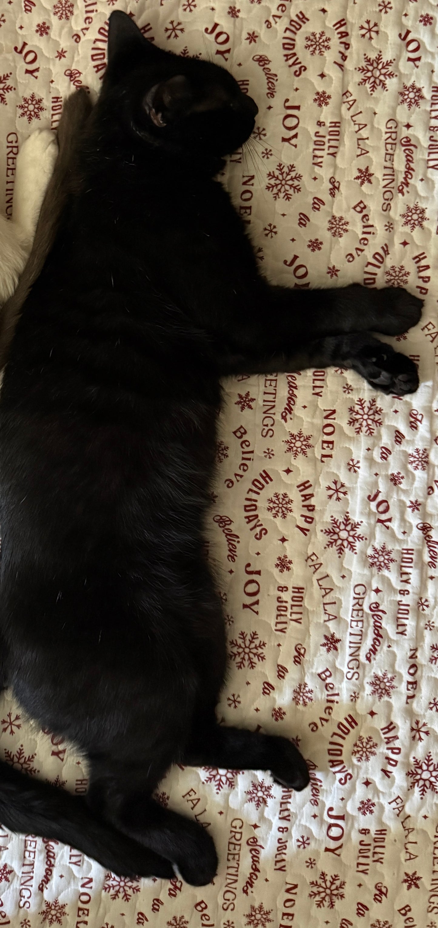 Help Spay & Neuter Our Rescued Cats 🐾