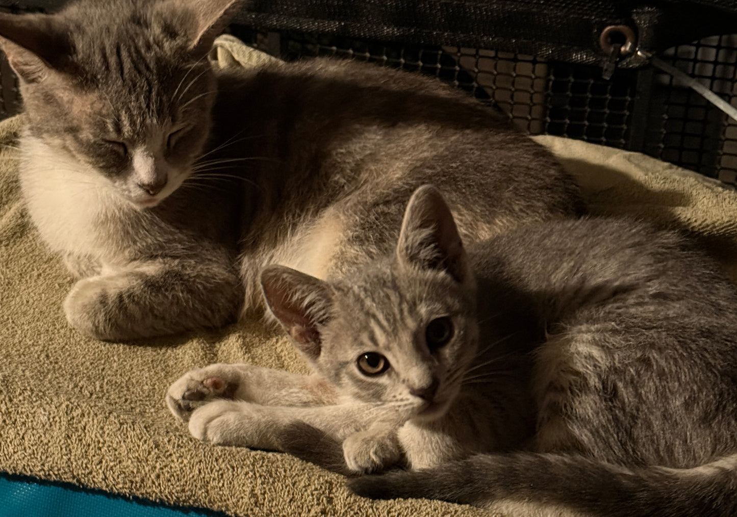 Help Spay & Neuter Our Rescued Cats 🐾